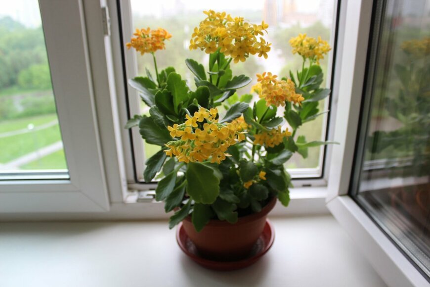 【12月のインドアガーデニング】冬の窓辺に飾りたいお洒落な鉢植え「観葉・多肉・花」おすすめ8選