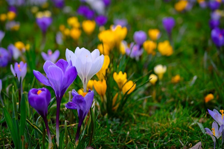 【多年草ガーデニング】ナチュラルガーデンで自然体の庭を作る夢を見て… おすすめのお花12選