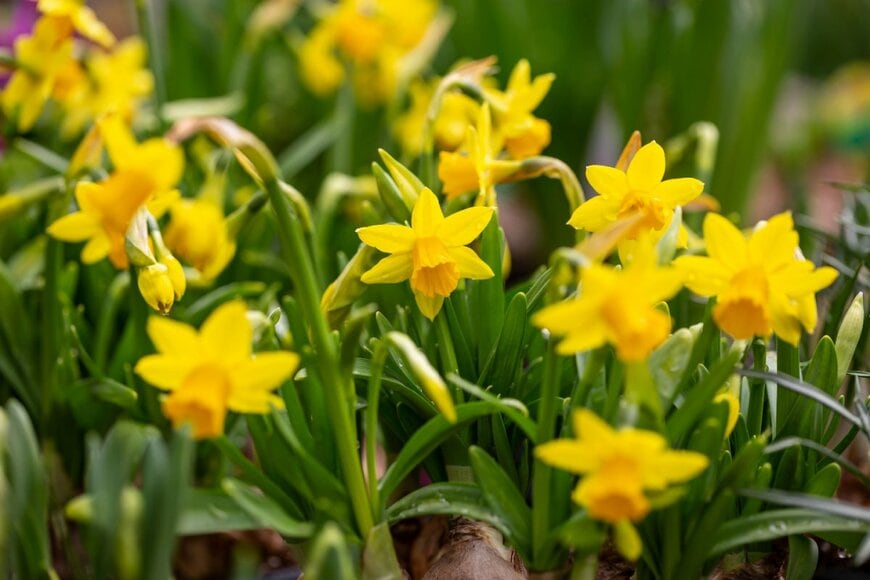 テータテト。黄色い花姿。