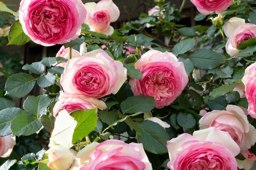 クリーム色の花びらの縁がピンク色のバラ、ピエール・ドゥ・ロンサール