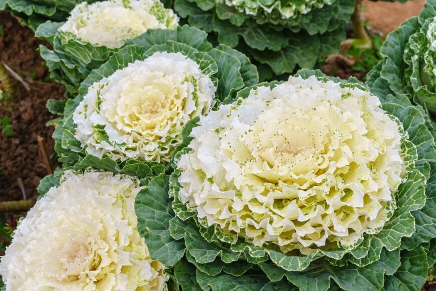 フリル状の白い葉を広げているハボタン。外側の葉は緑色