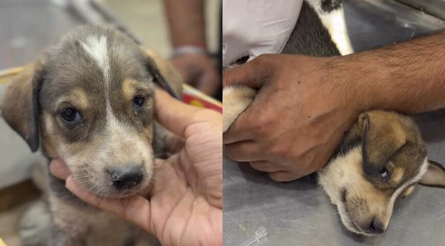 獣医師の診察を受ける子犬