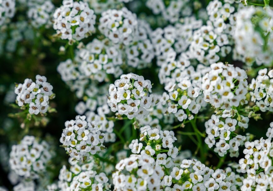 白い小花が満開のスイートアリッサム