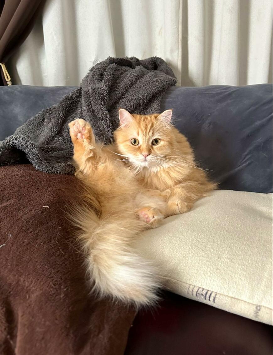 くつろぐ猫