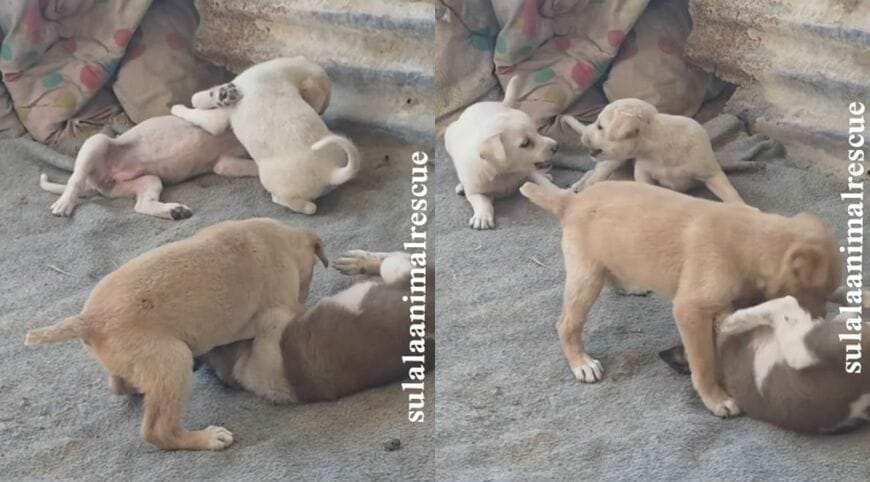 元気にじゃれ合う子犬たち