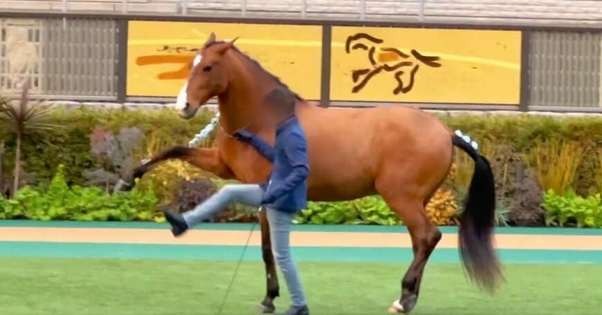 ホースショーで撮影された1枚