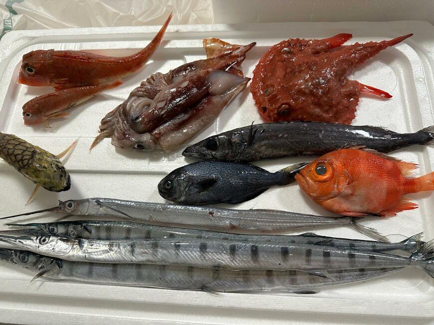 漁師から購入した「珍しい魚たち」