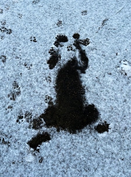 雪の中にある犬の跡