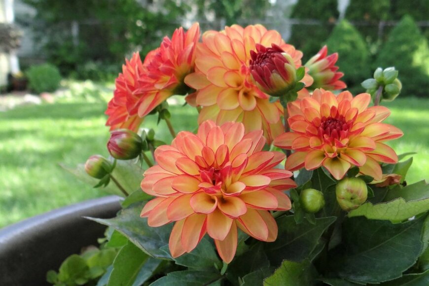 植木鉢に植えられたオレンジ色のダリア。花びらの縁は赤