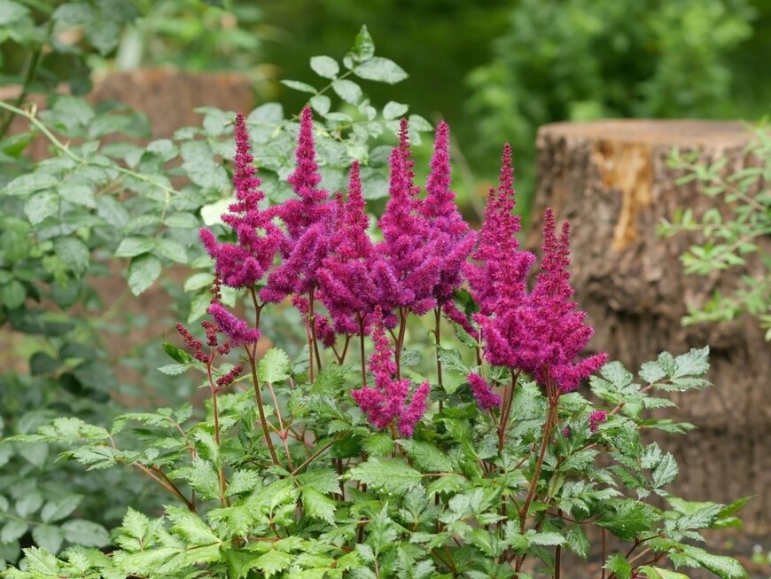 濃いピンク色の花を咲かせている、アスチルベ。葉は明るい緑色