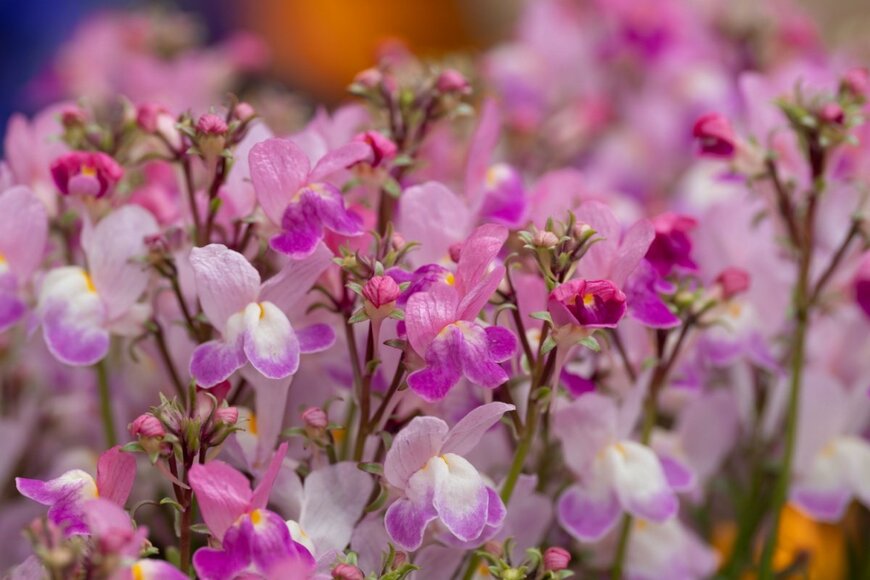 ピンクのリナリアの花