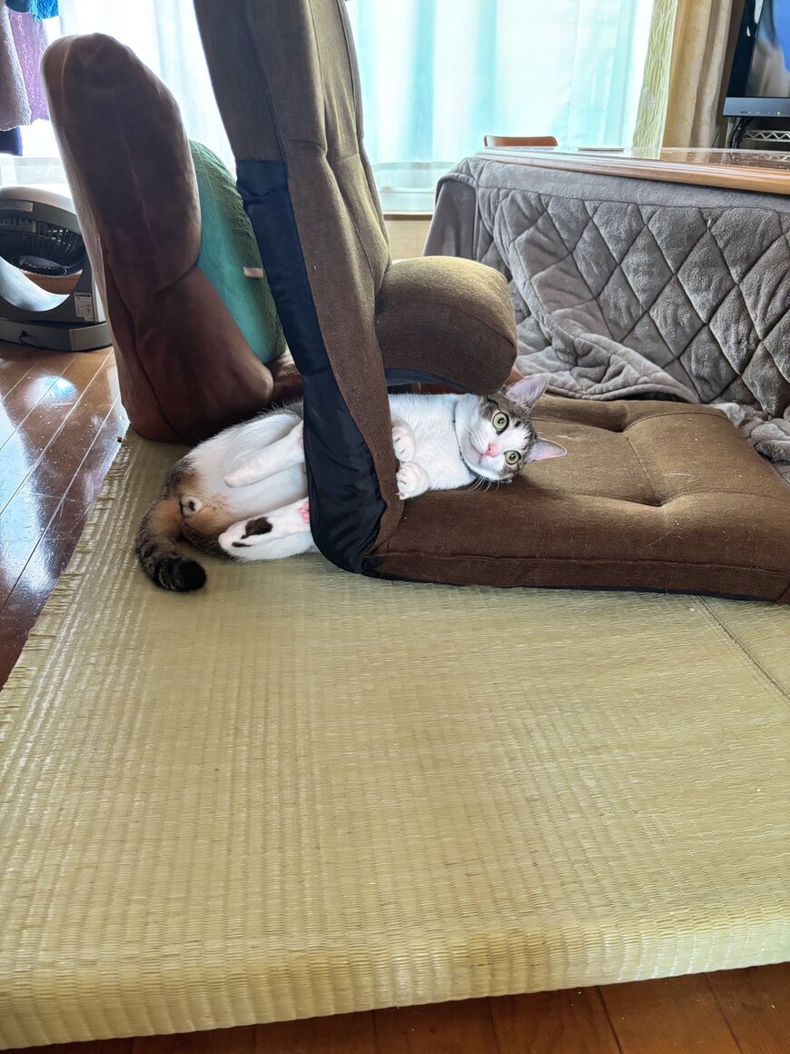 座椅子にはまった猫ちゃんの表情に注目