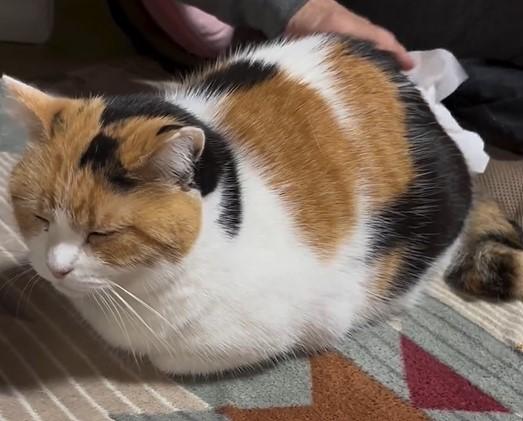 なでられるのが大好き。