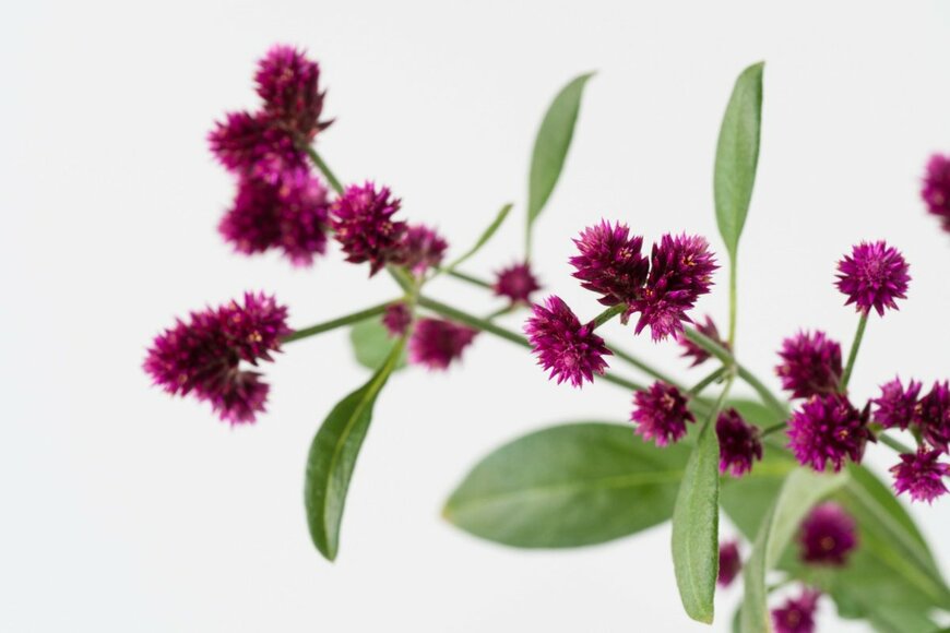 パープルの小さな花穂をつけているセンニチコボウ