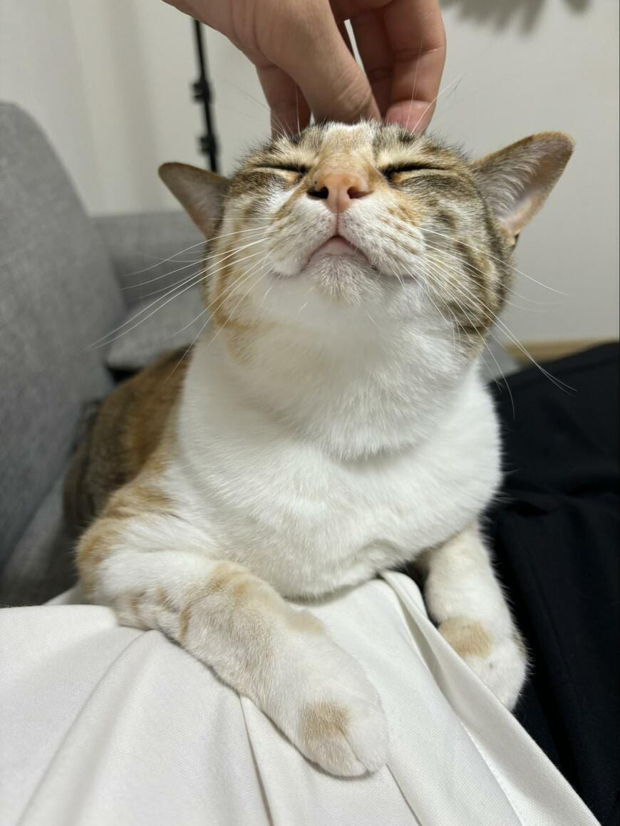 コショコショが好きな猫