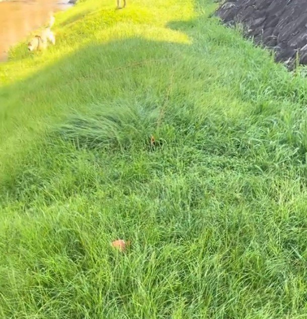 ゴールデンレトリバー