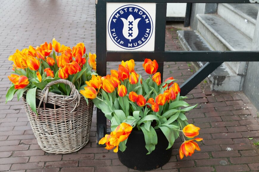 オレンジ色の花を咲かせている、チューリップ