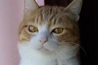 なぜ？保護猫さんが立ち…まるで「重量挙げ前の精神統一」に和む