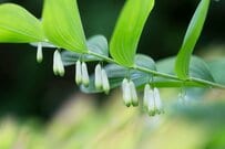 【ガーデニング】梅雨空に咲く「和風テイストの涼やかな花」癒し系8選。切り花でも楽しみたい！