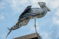 「動かない鳥」ハシビロコウが飛んだ！決定的瞬間に「初めて見た」「恐竜感がすごい」と12万いいね