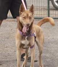 飼い主と暮らせなくなり保護施設へ託された犬→施設の「動物虐待疑い」が判明し、新たな施設で再出発