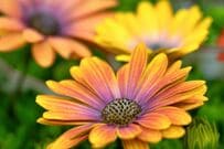 【センスのいい寄せ植え】主役はオステオスペルマム！相性抜群のおしゃれな植物おすすめ6選