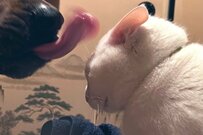 土佐犬からの愛に、猫さん「顔が濡れても辛抱」