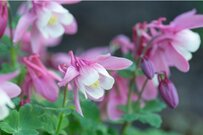 【ガーデニング】春の花壇に植えたらオシャレ！多年草＆一年草オススメ9選