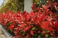 【ガーデニング】生垣にオススメの木7選。庭の目隠しを「スタイリッシュ＆ナチュラル」に