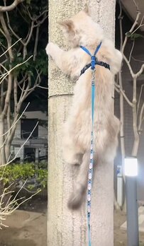 【お散歩する猫の日常】街を冒険する猫　いろいろな場所に登って楽しむ様子に「可愛い」の声が続出