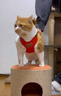 【お散歩猫ちゃん】真っ赤なハーネスとくまの帽子がキュート！コメント欄「癒しだよ」などの声