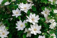 【ガーデニング】圧巻の美しさ「クレマチス」の魅力に迫る！オススメ品種も紹介