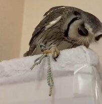 【いたずらするフクロウ】タオル噛みちぎり対策した結果…「しーん」やる気をなくした表情に！
