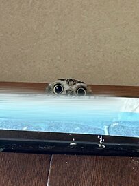 【フクロウはあなたを見ています】気づけばそこにある視線にドキッ！キュートな表情に注目