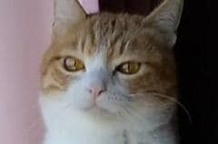 なぜ？保護猫さんが立ち…まるで「重量挙げ前の精神統一」に和む
