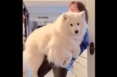【6万バズ】30kgサモエド犬に悲鳴「僕おチビで可愛いのに」