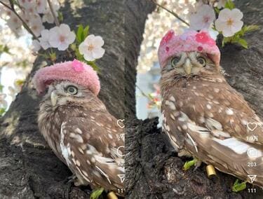 花見を満喫するフクロウ】お気に入りの帽子をかぶって桜を眺める姿に