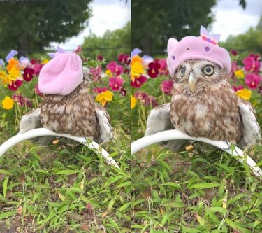 初夏のフクロウ】お花畑を散策するフクロウさん…麦わら帽子姿が