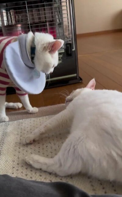 リリーちゃんがぷるちゃんに近寄ります