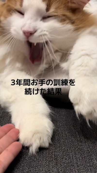 だるそうな猫ちゃん、果たして「お手」をしてくれる？