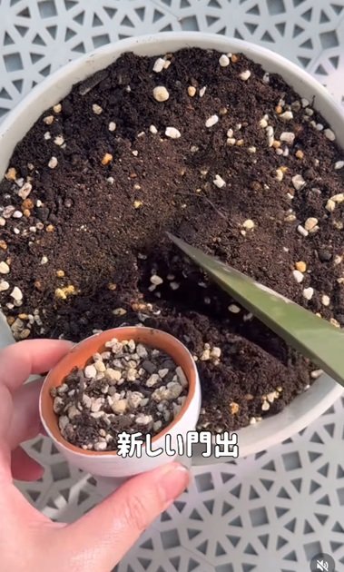 変身前の土だけ入った白い鉢