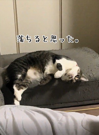 ソファーの上でくつろぐ猫