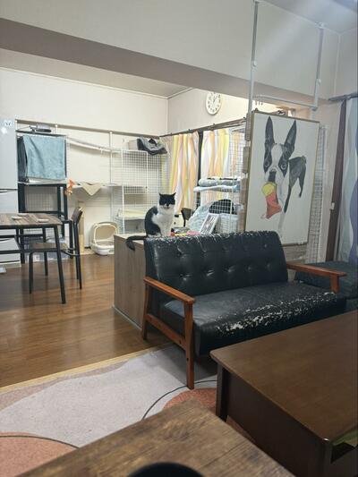 部屋の中央で猫ちゃんが座っている