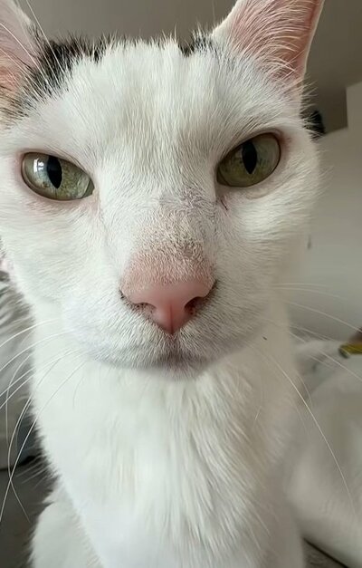 ゼロ距離でご飯を待つ保護猫