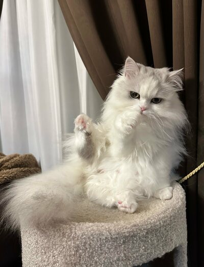 ハードボイルドな猫に成長