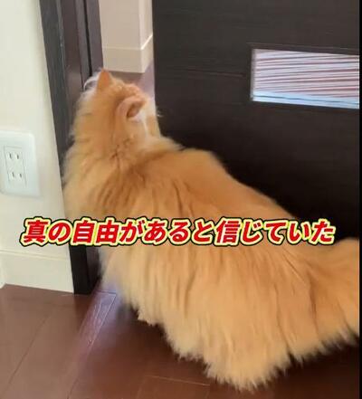 投稿の画像