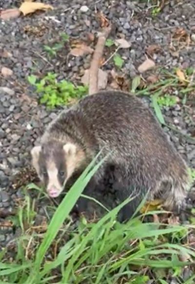 猫かと思いきや「アナグマ」のようでした