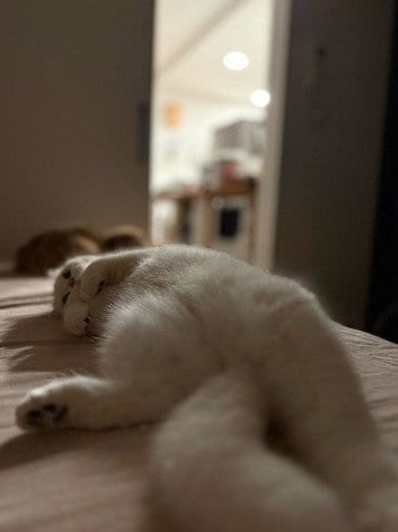 飼い主さんを心配している？ももくん