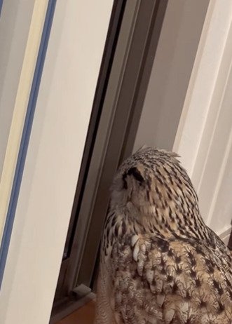 投稿動画のワンシーン