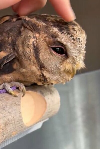 投稿動画のワンシーン